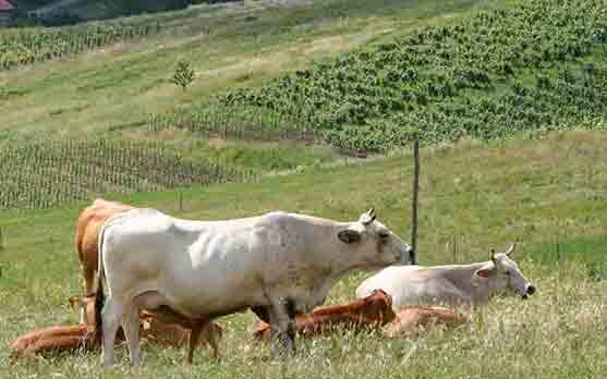 Cows