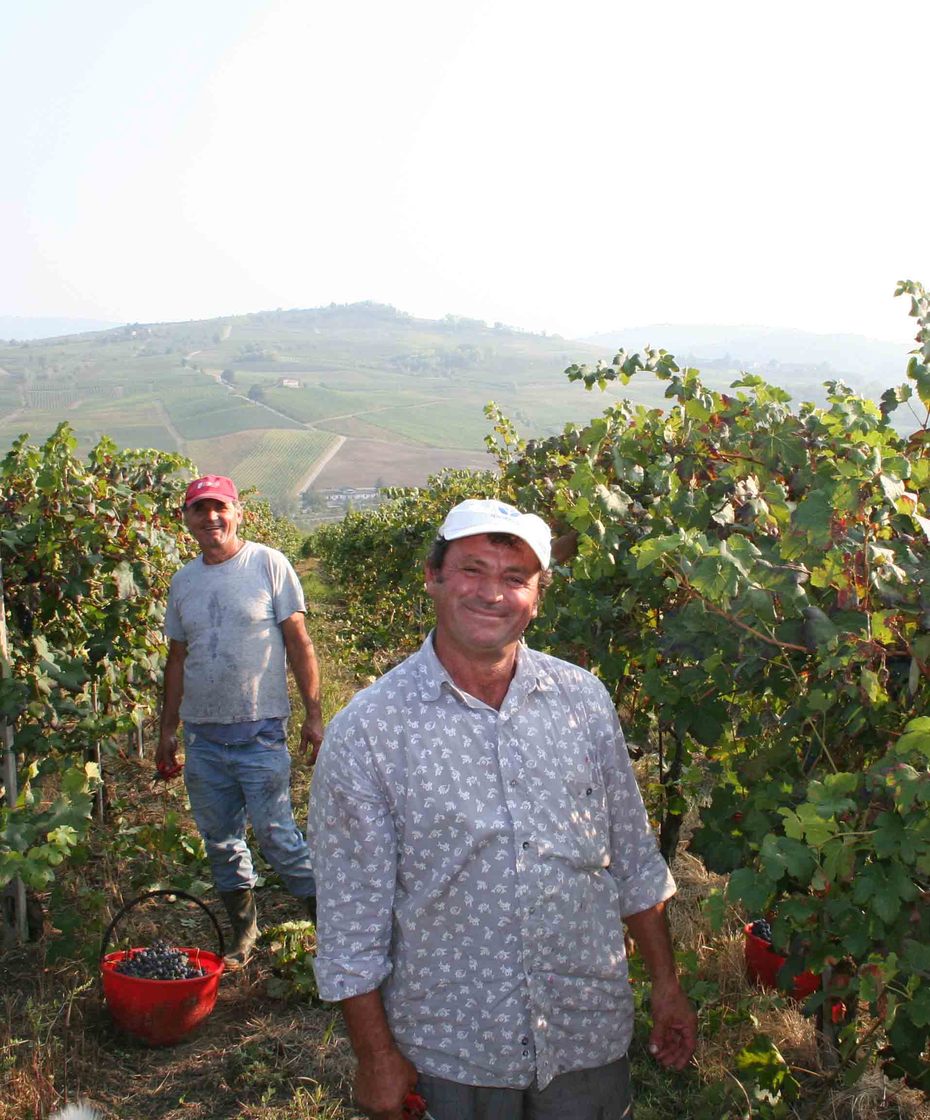 Grape harvest